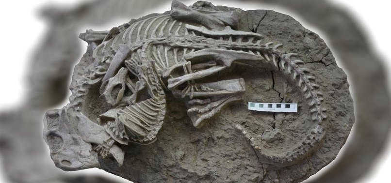 EXTRAORDINARY FOSSIL UNVEILS ANCIENT PREDATOR-PREY ENCOUNTER IN NORTHEAST CHINA