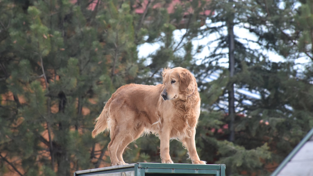 AFAD’IN ÖDÜLLÜ ARAMA KURTARMA KÖPEĞİ: ÇITIR