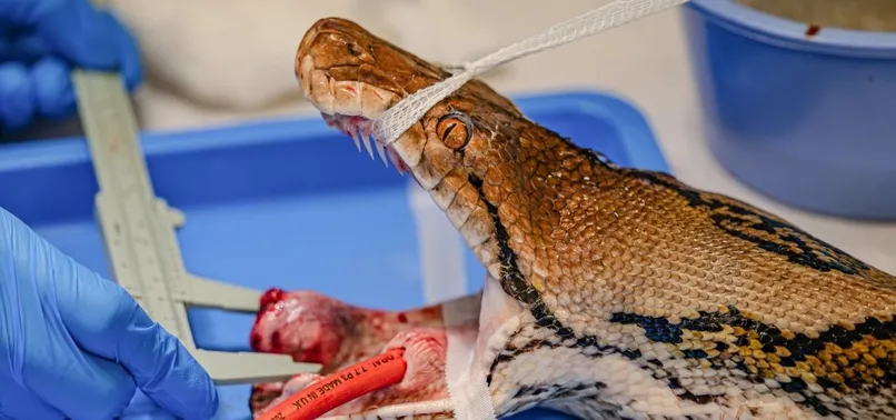 GIANT PYTHON UNDERGOING CANCER TREATMENT RECOVERED