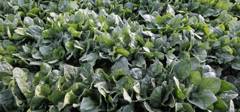 SPINACH HAS DOPING EFFECT, NEW RESEARCH SAYS