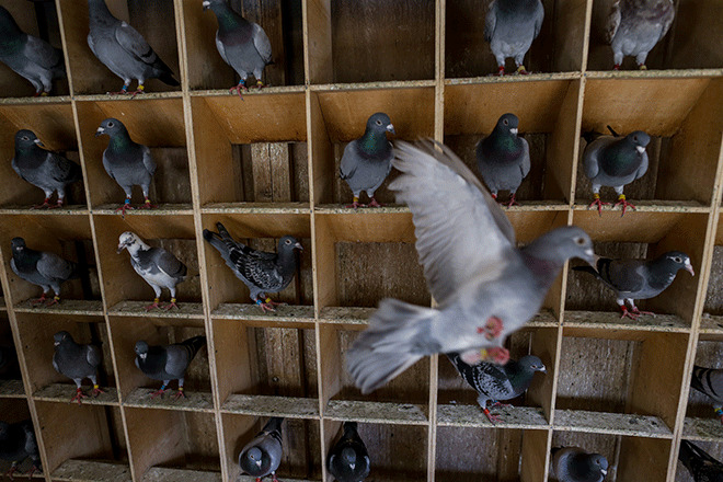 Bir yuvaya dönüş öyküsü