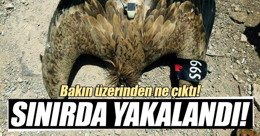 Suriye sınırında casus kuş yakalandı