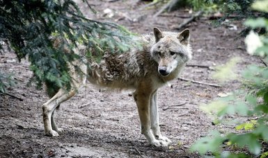 EU mulls reviewing protection status of wolves