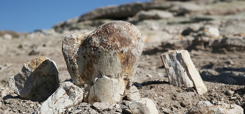 GOATHERD DISCOVERS MILLENNIA-OLD MAMMOTH FOSSIL IN CENTRAL TURKEY