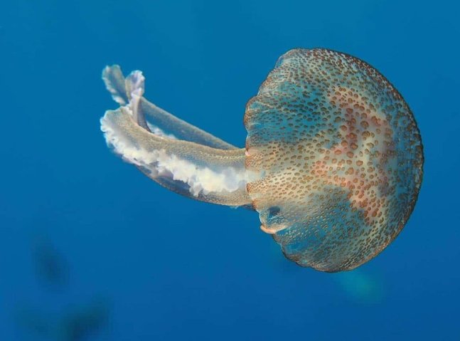 Nuclear jellyfish alarm in France: Four reactors shut down