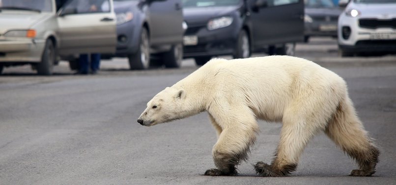 POLAR BEAR COVERED 1,500 KM IN SEARCH OF FOOD