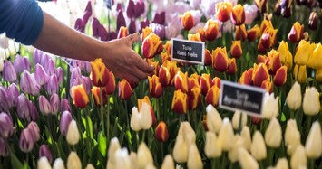 Spring flowers bloom at Istanbul Festival this weekend