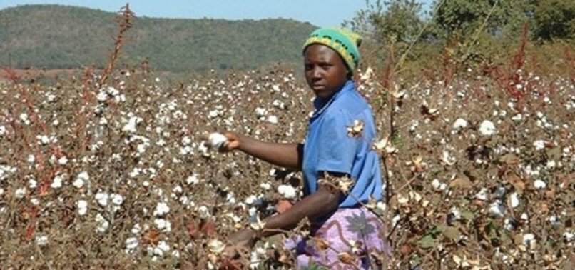 COTTON FARMERS FARM THEMSELVES TO POVERTY IN ZIMBABWE