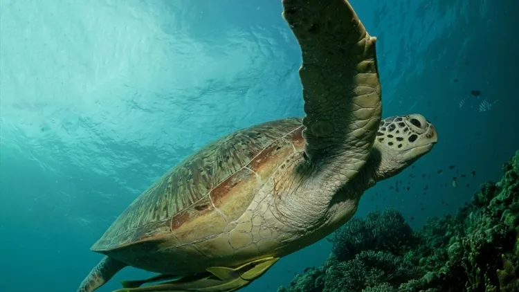 Rich underwater life of Sipadan Island