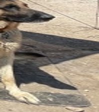 Odin