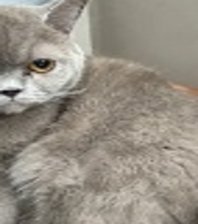 Yuki
