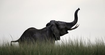 Botswana lifts ban on elephant hunting