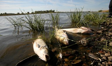 Mass fish die-off in German-Polish river blamed on unknown toxic substance