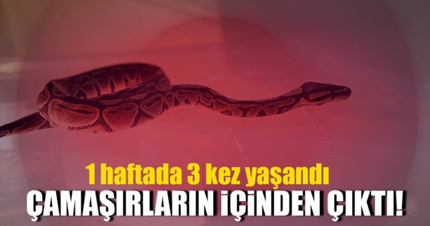 Çamaşır yıkarken piton buldu