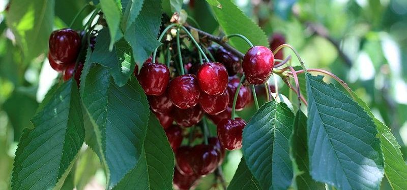 Turkey's cherry exports increase 27 pct in 2018