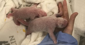 Berlin zoo delights in rare birth of panda twins