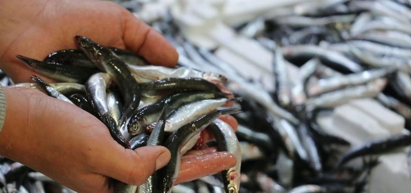 HUMANS NOT DOLPHINS BEHIND DROP IN HAMSI FISH STOCKS