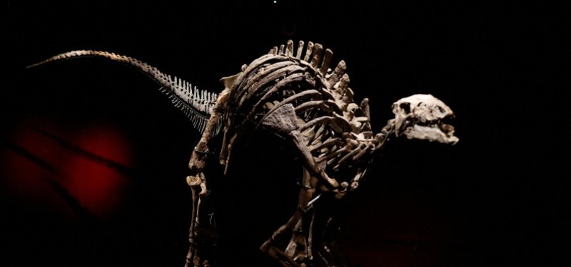 DINOSAUR KNOWN AS BARRY GOES ON SALE IN RARE PARIS AUCTION
