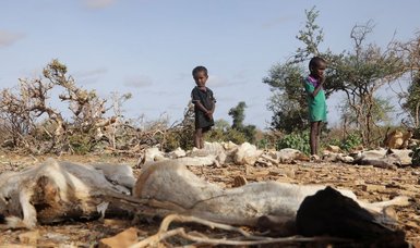 Over half a million young children in Somalia face acute malnutrition