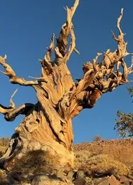 Dünyanın En Yaşlı Ağacı