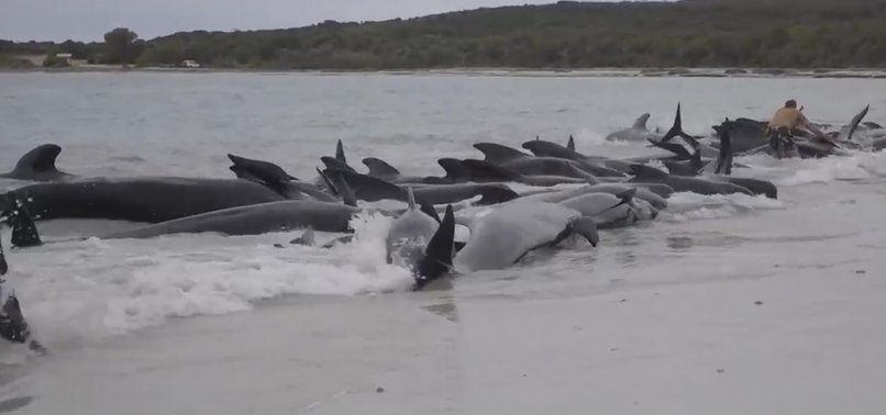 MORE THAN 50 WHALES STRANDED ON COAST IN AUSTRALIA DIE