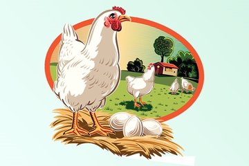 Bir tavuk masalı - Fikriyat Çocuk