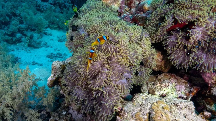 Colorful life in the depths of the Red Sea: Anemone City