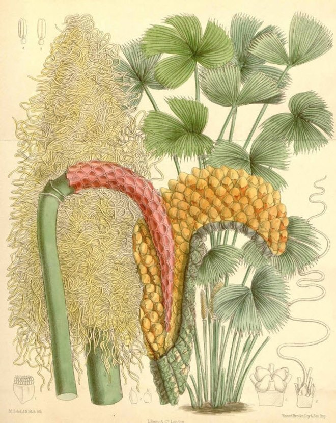 TEDAVİ AMAÃLI BİTKİLER ÃZEL YETİÅTİRİLİYORDU