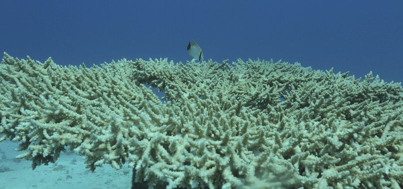 DEEP-WATER CORALS NOT SAFE FROM BARRIER REEF BLEACHING EVENTS: STUDY