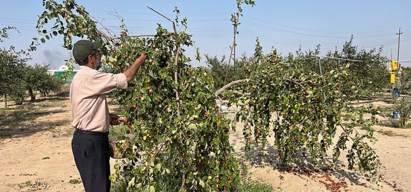IN IRAQ, WATER CRISIS LEAVES FARMERS CLINGING TO SIDR TREES