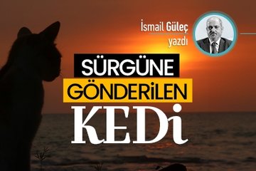Sürgüne gönderilen kedinin hikayesi
