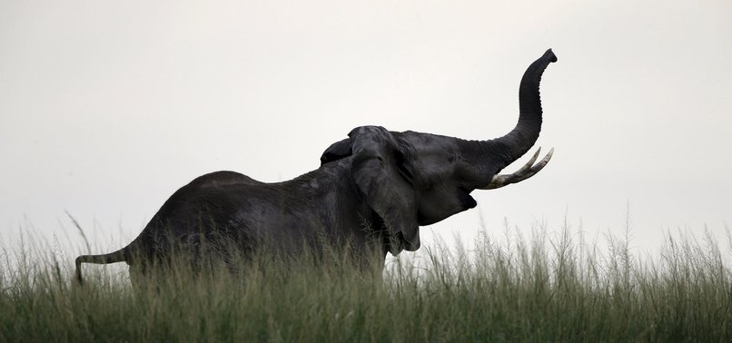 BOTSWANA LIFTS BAN ON ELEPHANT HUNTING
