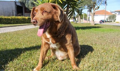 Bobi, world’s oldest dog on record, dies in Portugal, age 31