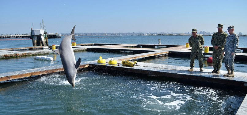 Russia is training combat dolphins in Crimea: UK