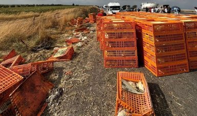 Truck loaded with chicken overturned