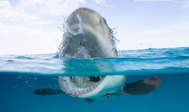 Swimmer injured by shark attack on central California coast