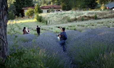 Purple paradise: Lavender blooms blanket Menteşe district in Muğla