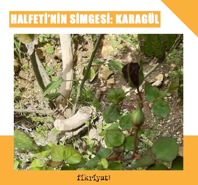 DÜNYADA SADECE HALFETİ’DE YETİŞEN KARAGÜL