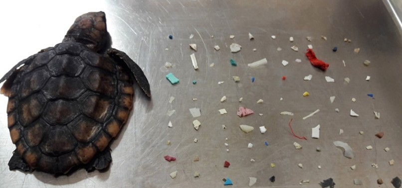 BABY TURTLE STARVES AFTER EATING 104 PIECES OF PLASTIC