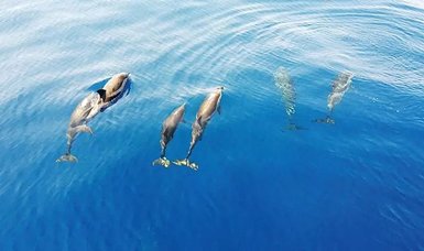 Risso endangered Dolphins in Türkiye