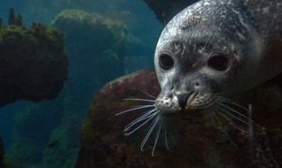 Aksa Akdeniz fokları için proje başlattı