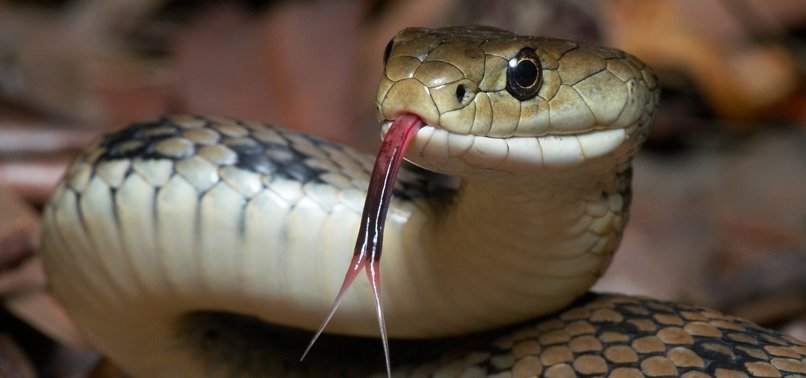 INDONESIAN POLICE APOLOGIZE FOR USING SNAKE TO FORCE CONFESSION