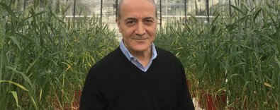 ÜlkerveSabancıÜniversitesibuğdayiçineleeleverdi