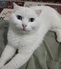 Poyraz 