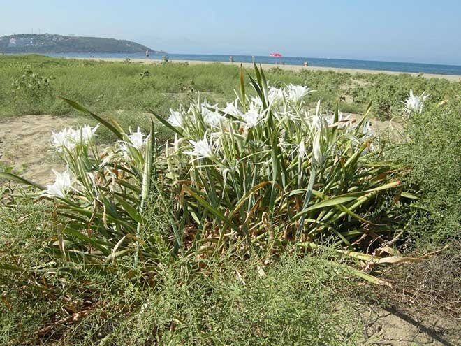 Kum zambakları tehlikede
