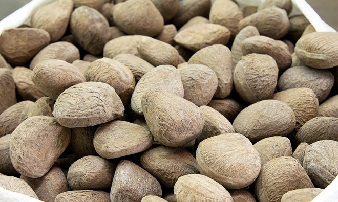 PANGİUM EDULE FUTBOL MEYVESİ