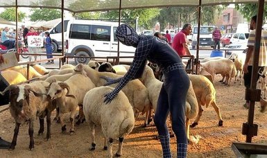 Captivating moments from Eid al-Adha: A person in spider-man costume engages in unique sacrificial bargain