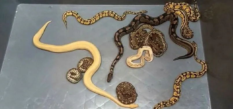 Customs enforcement teams seize 28 python snakes in truck search at ...