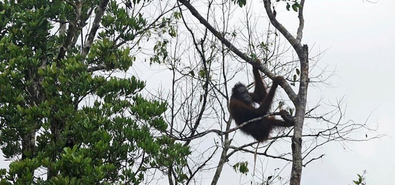 ORANGUTAN FOREST BEING LOGGED DESPITE INDONESIAN GOVT VOW