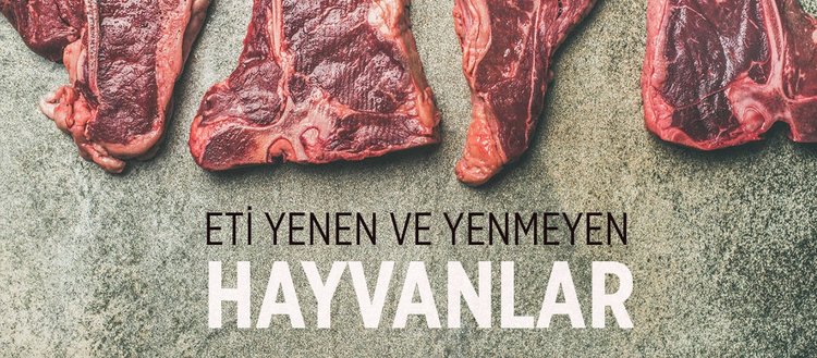 eti yenen hayvanlar hangileridir eti yenmesi haram olan hayvanlar hangileridir yirtici hayvanlari yemek haram midir fikriyat